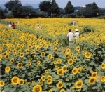 ͥ ʴѤҤޤ ֥ϥ֥åɥեNEO 1kg200g5ޡˡ