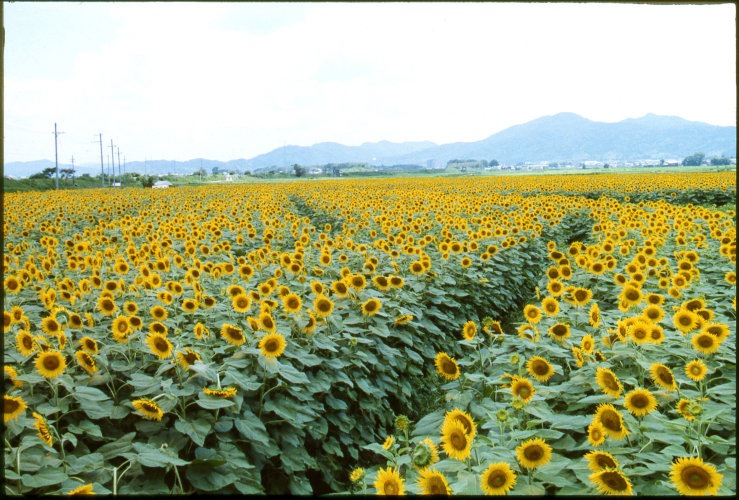 カネコ種苗 景観用ひまわり 「ハイブリッドサンフラワーNEO 1kg（200g