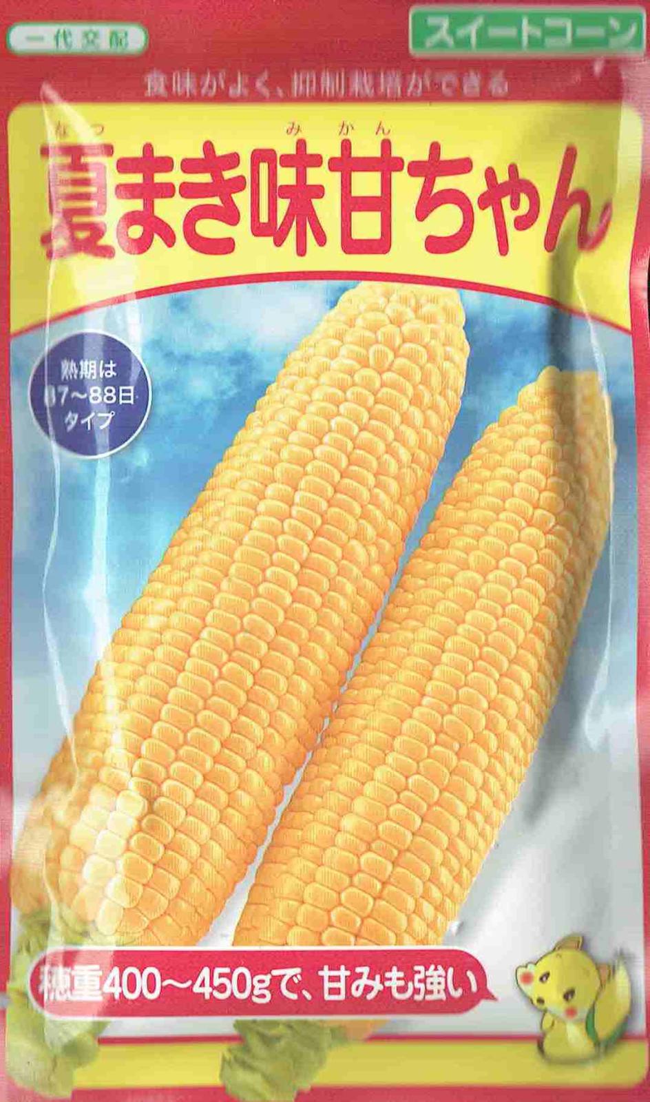 1【畑から直送】白雪姫ML16本　農薬化学肥料不使用 鹿児島県産スイートコーン 白いスイートコーン“白雪姫” 児童が収穫に参加「まずは生で食べ