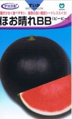 �ݼ� ������ �ۤ�����BB ��7γ ��͹���б���