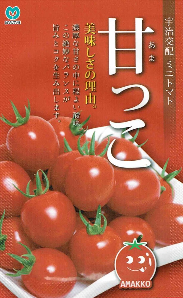 専用トマト様 旭華 (TY924)[大玉トマト] - e-種や｜国内最大級の野菜種・花種