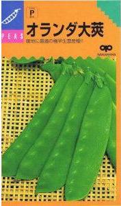 中原採種場 サヤエンドウ オランダ大莢 35ml 【郵送対応