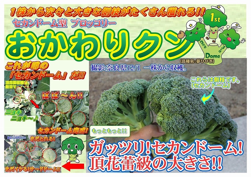 夢ひびき ブロッコリー種子 20ml 夢ひびき ブロッコリー種子 20ml セカンドーム型【野菜種子