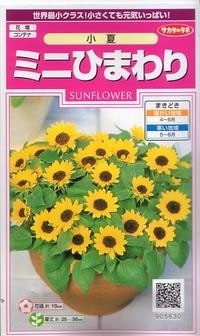 サカタのタネ ミニひまわり・小夏 【郵送対応】 | 【メーカー名から
