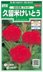 Υ͡αƤȤڲѡץ饤 ͹б