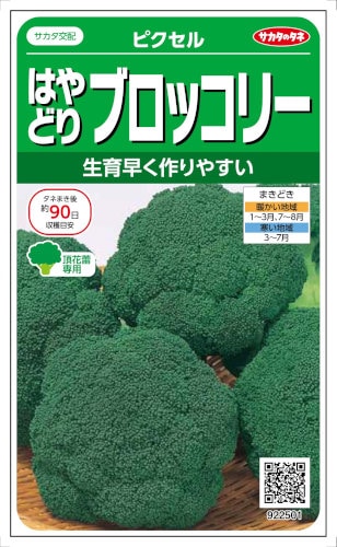 ブロッコリー　ピクセル　コート種子 サカタのタネ ブロッコリー ピクセルﾌﾞﾛｯｺﾘｰ 約100粒 【郵送対応