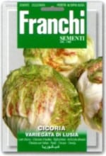 ��FRANCHI�ҡۡ�40/80�ۥ꡼�ե����꡼��VARIEGATA DI LUSIA