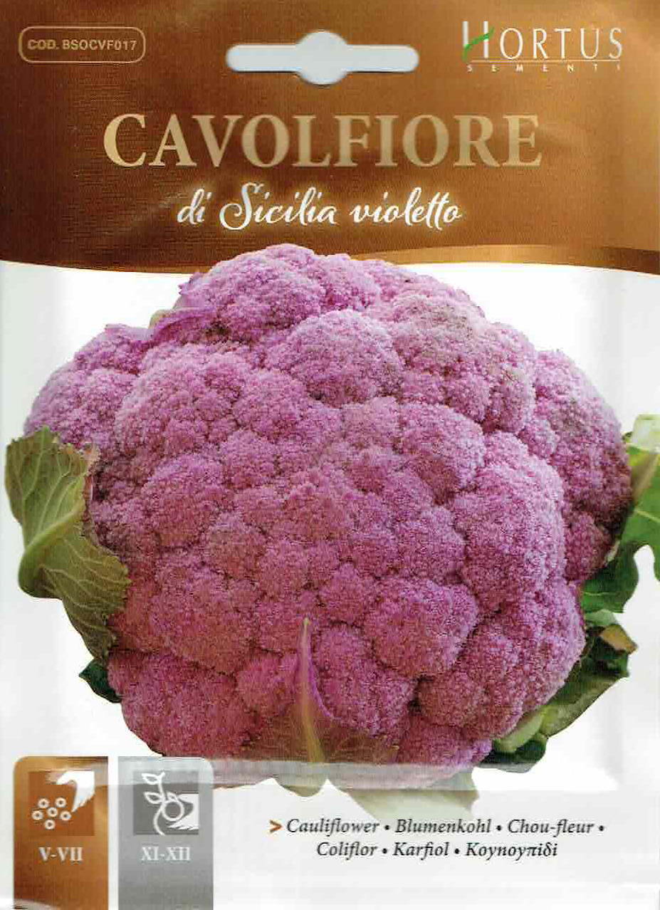 HORTUS社】カリフラワー・シシリアバイオレット di Sicilia violetto