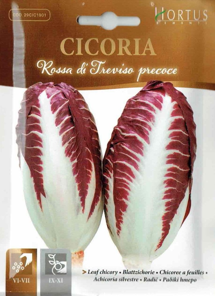 ��HORTUS�ҡۥ꡼�ե����꡼���ȥ�����������ץ쥳��������Rossa di Treviso precoce��10��[1901][COD.BSOCIC029]