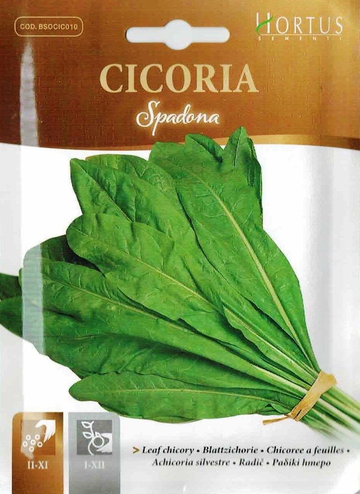 HORTUS社】リーフチコリー Spadona 10g [1991][COD.BSOCIC010