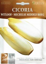 ��HORTUS�ҡۥ����åȥ롼�ե����꡼��Witloof di Bruxelles��10g��[2021][COD.BSOCIC304]