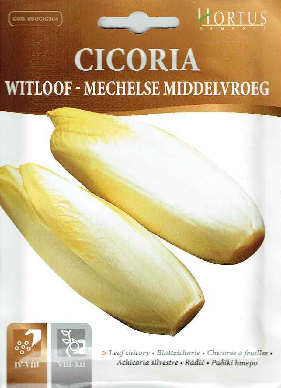 HORTUS社】ウィットルーフチコリー Witloof di Bruxelles 10g [2021