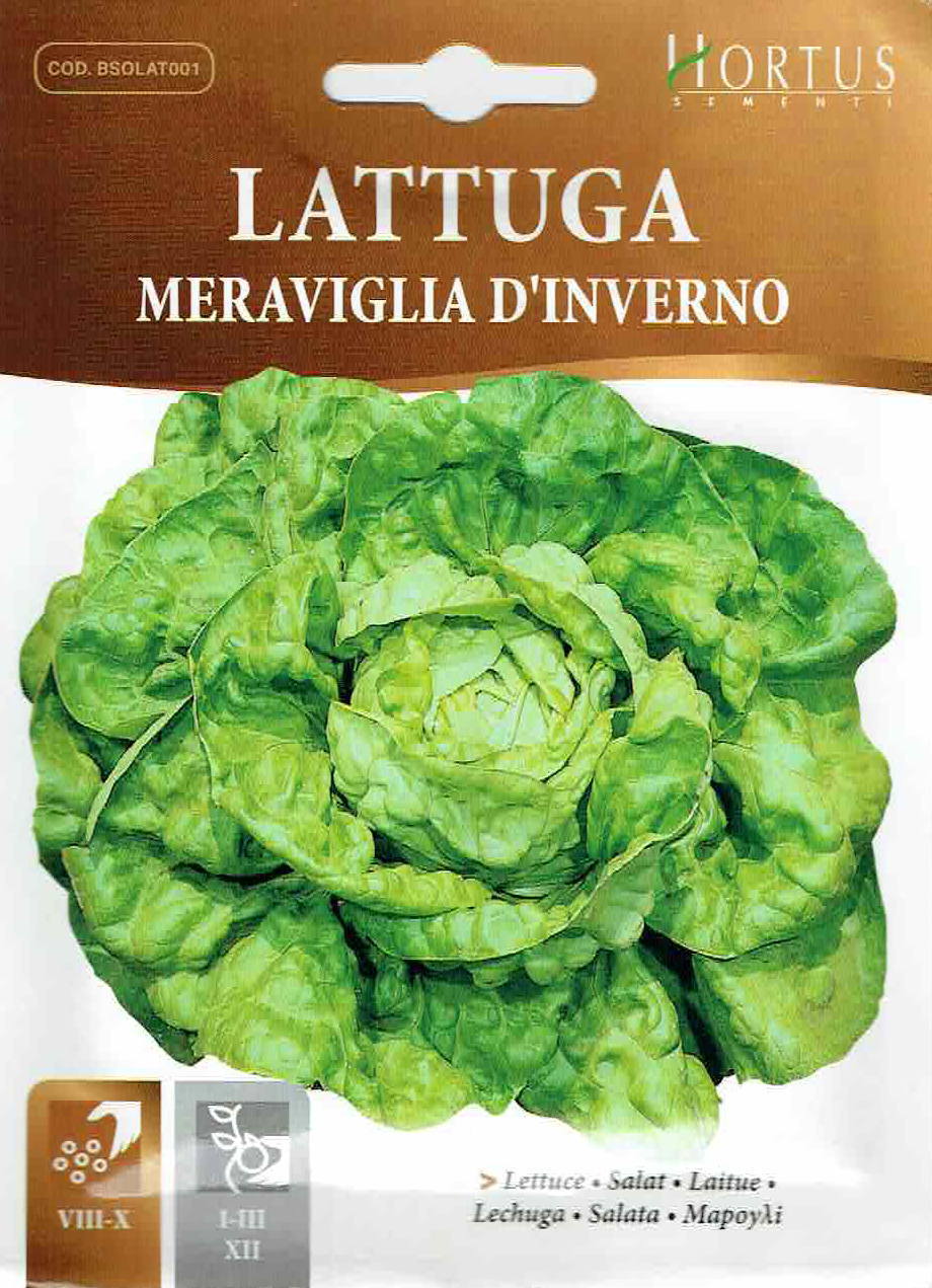 HORTUS社】レタス（ラトゥーガ）・インベルノ Meraviglia d' inverno