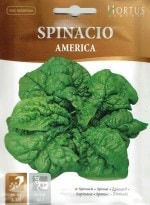 HORTUSҡۥۥ󥽥ꥫAMERICA15g[5931][COD.BSOSPI009] ͹б