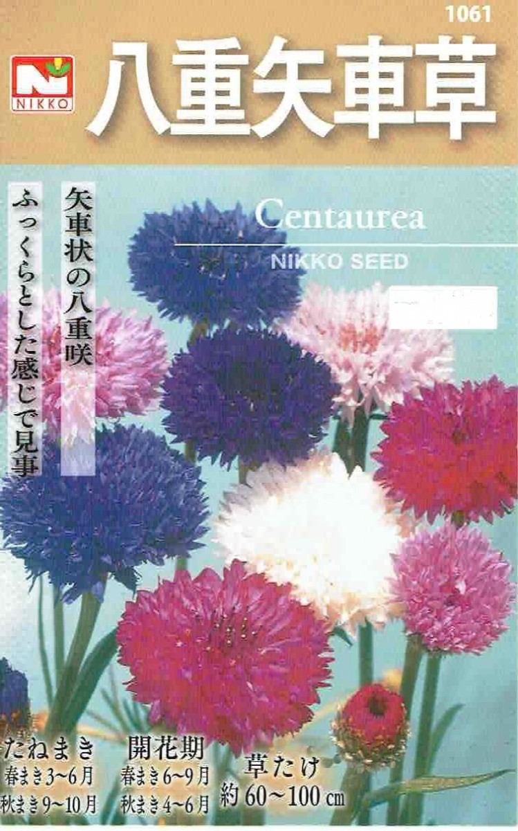 信州産ニゲラ・矢車草・おまけの金梅草 コーンフラワー（矢車菊）（セントーレア） | オザキフラワーパーク
