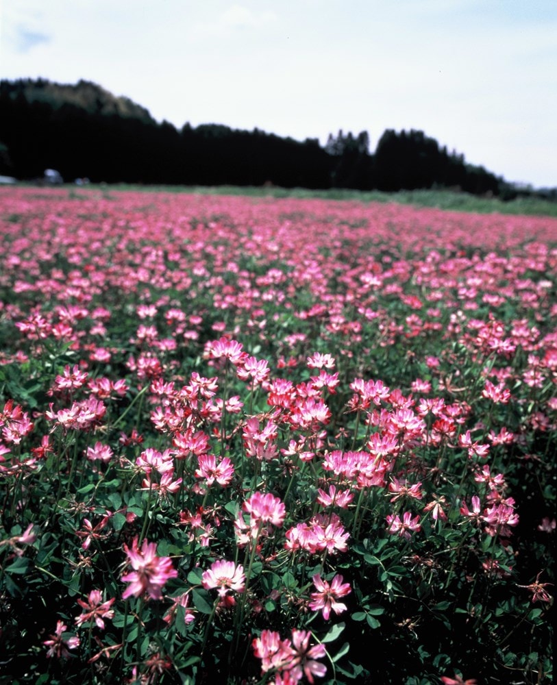 緑の肥料（緑肥）】 れんげ草 1kg （レンゲ、蓮華） | 【緑肥・景観