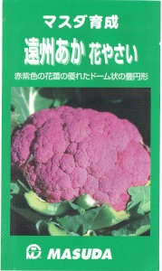 増田採種場 マスダ育成 カリフラワー 遠州あか花やさい ［内容量:約100