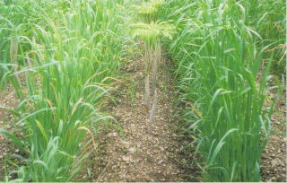 ������� �������ѥ���Х� �Ȥ��椿�� 20kg��