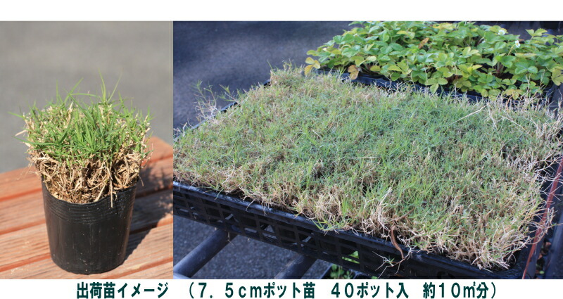 μǡ֥ƥեȥ󣴣40ݥåȥåȡ7.5cmݥåġ̵