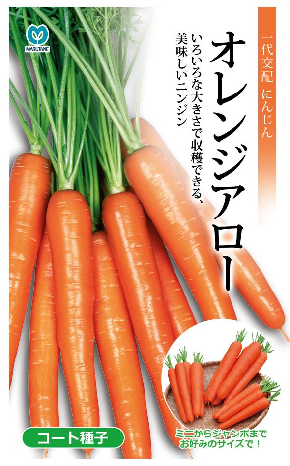 丸種 オレンジアロー人参 コート種子 約260粒（にんじん・ニンジン