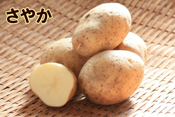 種ジャガイモ・種いも】「さやか」の種じゃがいも 約500g入【春