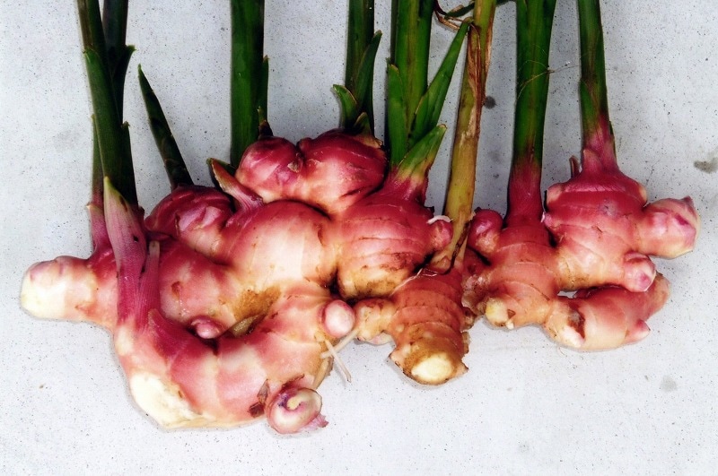 �ڹ񻺥��祦���ۡ��ֲ��礷�礦���ס��󣵣��������ڤ��ͤ����ѡۡ�����ܺ�����в�ͽ���