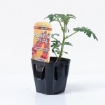 �ץ�ߥ���ߥ˥ȥޥȡ�CF�ץ��פ���ġ�9cm�ݥåȡڣ�����ܡ�5����ȯ��ʬͽ���