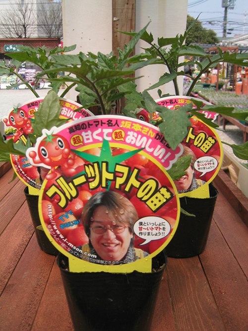 エムソン企画のトマト苗「坂本さんのフルーツトマト」9cmポット【4月