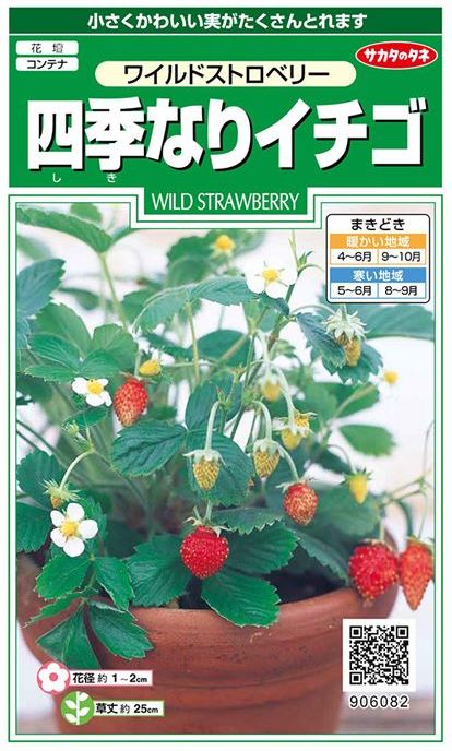 いちごのたね様 苺様 専用 いちご様 いちごや様 いちご様 いちごページ