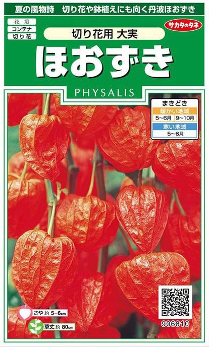 サカタのタネ 切り花用大実ほおずき（ホオズキ） 0.5ml【郵送対応】