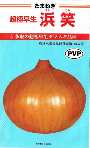 カネコ種苗 タマネギ 浜笑 [内容量：20ml] | 【メーカー名からタネを