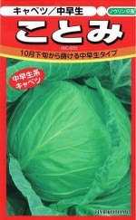 �������Ӽ� �Υ�������  ����٥�  ���Ȥ�  ��100γ����͹���б���