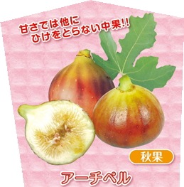 ミニイチジク「アーチペル」9cmポット苗 | 【果樹・他の植物の苗