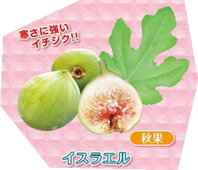 ミニイチジク「イスラエル」9cmポット苗 | 【果樹・他の植物の苗