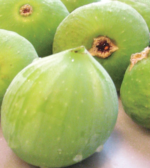 ミニイチジク「イスラエル」9cmポット苗 | 【果樹・他の植物の苗