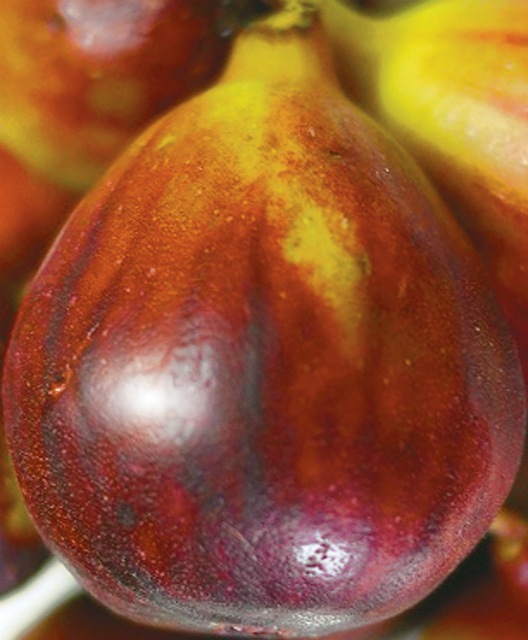 ミニイチジク「ショートブリッジ」9cmポット苗 | 【果樹・他の植物