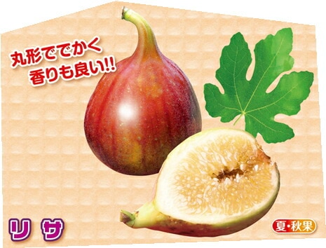 でかイチジク「リサ」9cmポット苗 | 【果樹・他の植物の苗】,【果樹