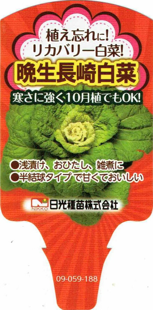リカバリー白菜「晩生長崎白菜」9cmポット苗【発送時期：10月上旬～11