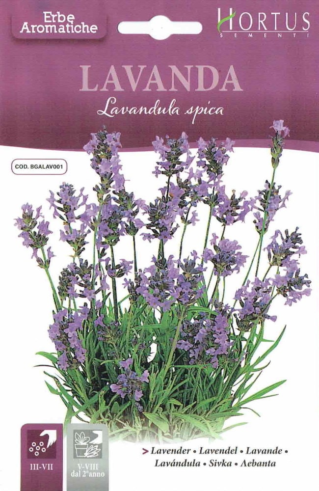 HORTUS�ҡ���٥������Lavandula spica��(�����̡�0.5g)��[0165][COD.BGALAV001]