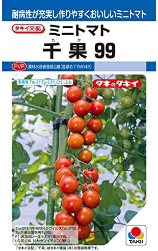 タキイ種苗 ミニトマト 千果99 12粒【郵送対応】【品種名：TTM042_登録