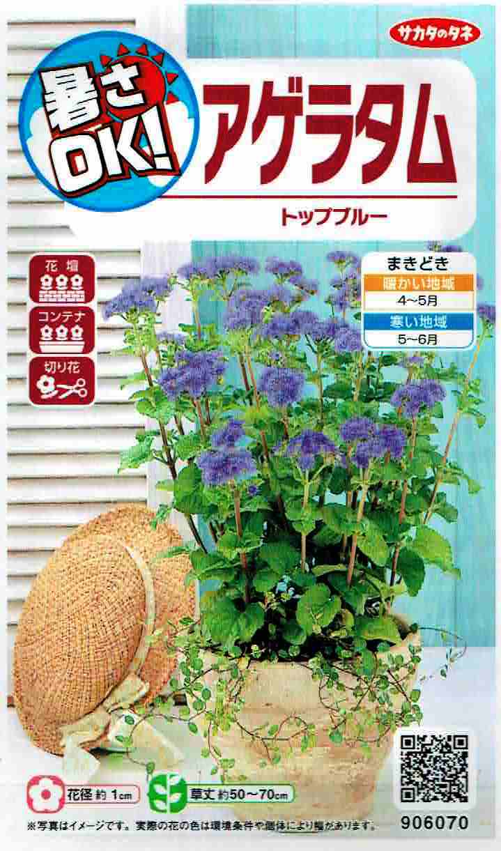 スキンダプサス センタラム 直輸入株 楽天市場】観葉植物【スキンダプサス属】スキンダプサストレウビイ