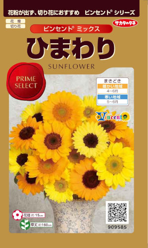 向日葵 サカタのタネ「八重咲きヒマワリ オレンンジグローブ」のタネ