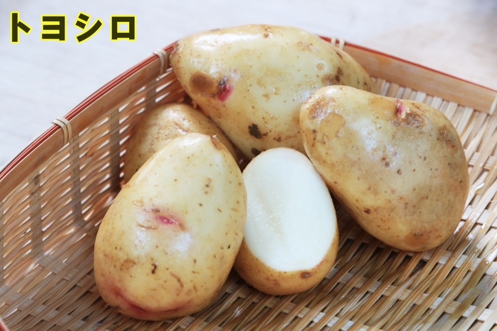 �ڼ兩�㥬���⡦�襤��֥ۡȥ襷���פμ露�㤬���⡡�󣵣��������ڽե��㥬�����ѡ��������ܡ������ȯ����