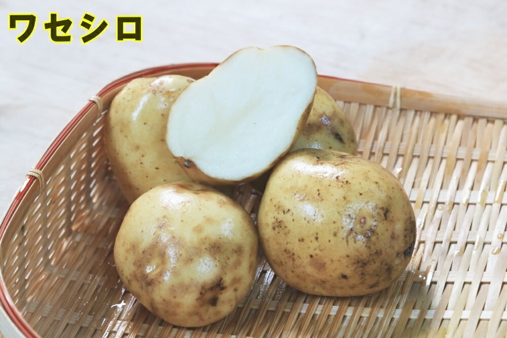 種ジャガイモ・種いも】「ワセシロ」の種じゃがいも 約500g入【春