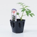 �ޥ��������泤�ȥޥȡ֥ȥޥ��� �ȥ������ʥХ�����åȡסʼ�����9cm�ݥåȡڣ�����ܡ�5����ȯ��ʬͽ���