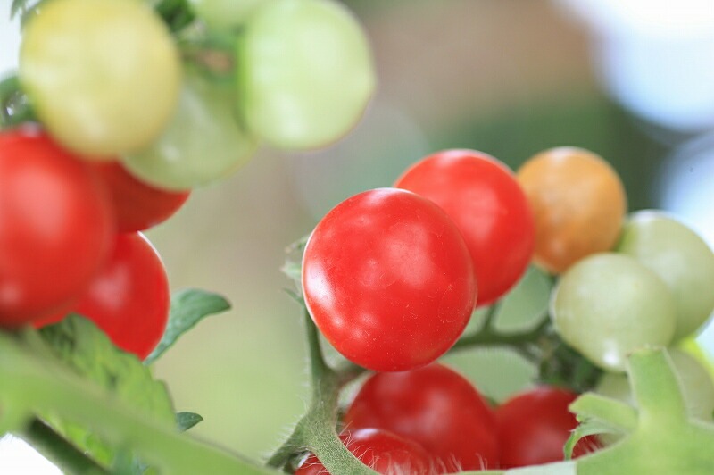 ドワーフトマト苗 プリティーベル」9cmポット | 【野菜の苗】,【実の
