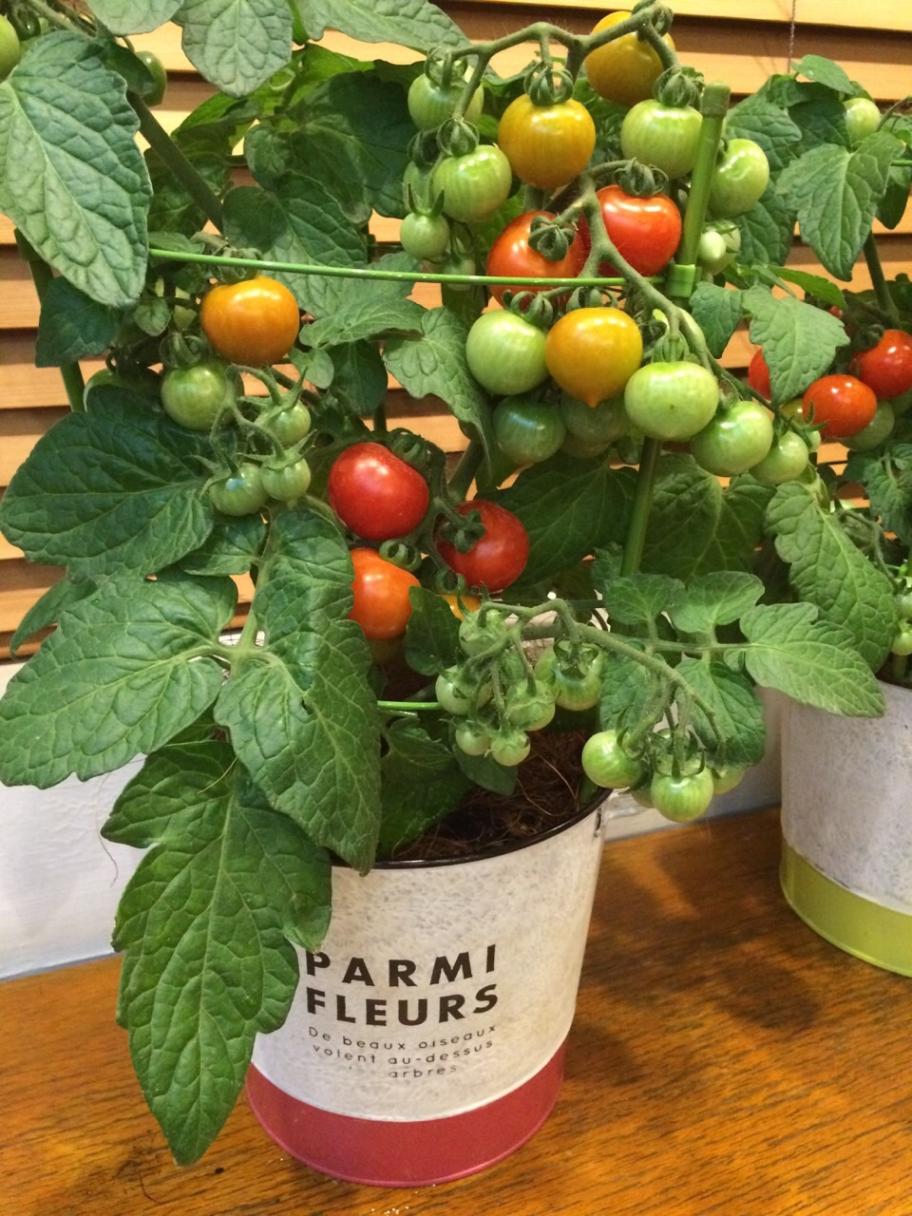 ドワーフトマト苗 プリティーベル」9cmポット | 【野菜の苗】,【実の