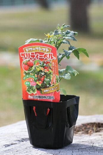 ドワーフトマト苗 プリティーベル」9cmポット | 【野菜の苗】,【実の
