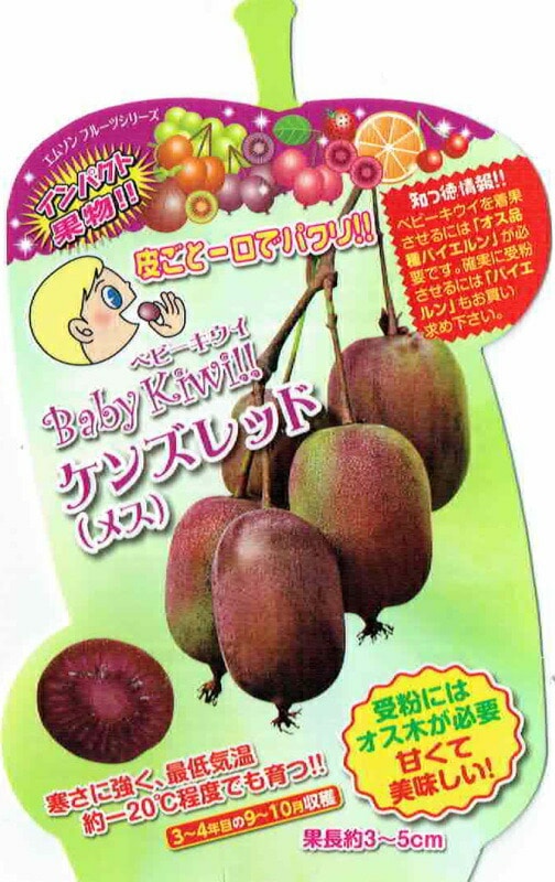 婦人キウイ 春限定🌸ベリーのような甘さの激レアキウイ発売中🥝❤ カットし