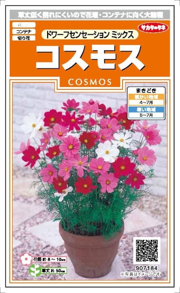 サカタのタネ コスモス ドワーフセンセーションミックス 2ml 【郵送